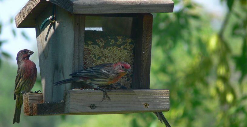 Red sparrows at a bird feeder. Bird watching is a fulfilling hobby for people of all ages and required no prerequisite knowledge and minimal equipment